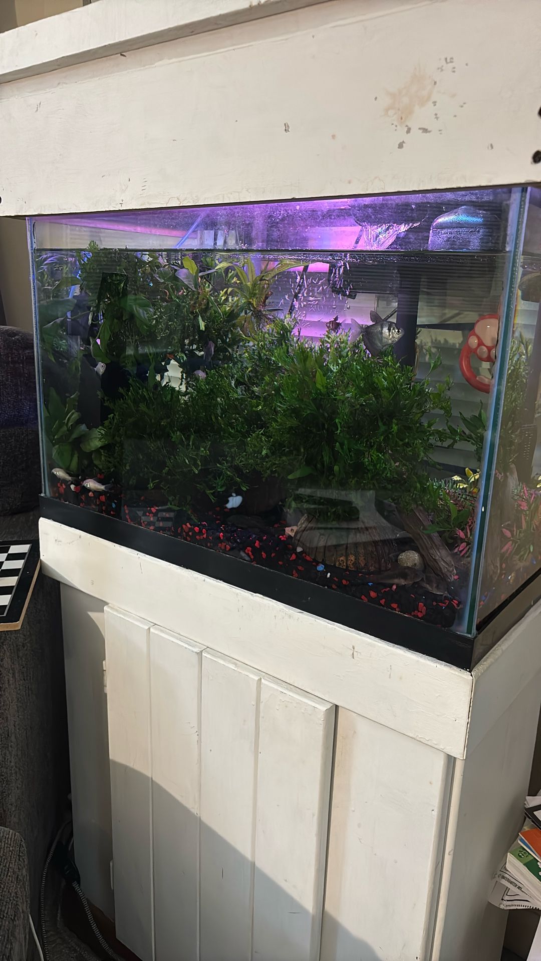 Free 20gl Fish Tank