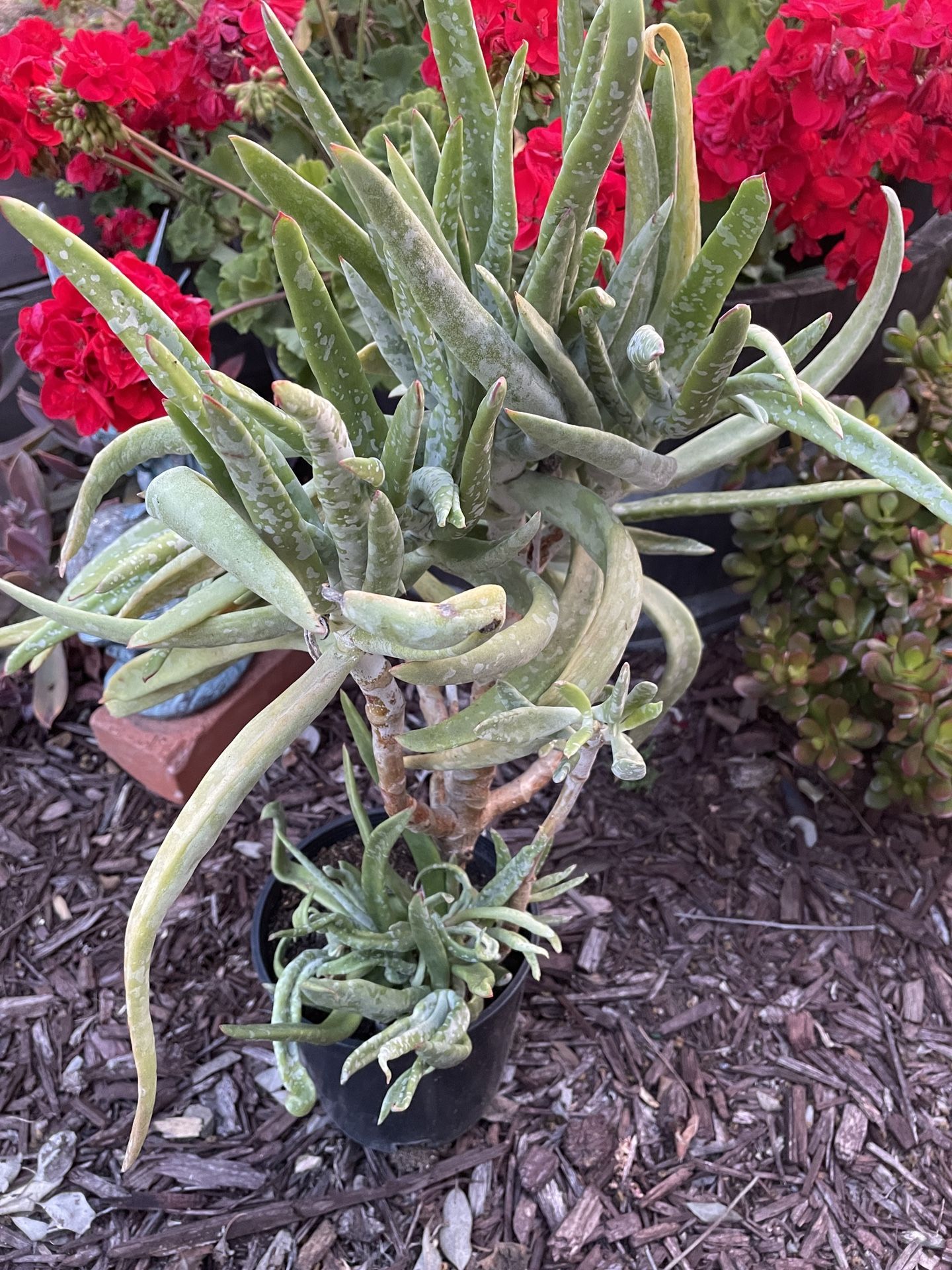 Fingertips Succulent Plant