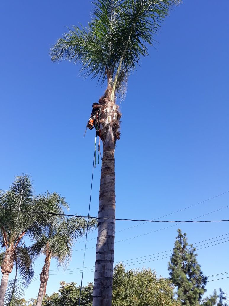 Palm Tree Trimming