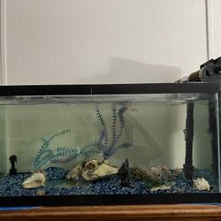 40 Gallon Fish Tank