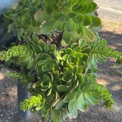 Planta En Especial Está Muy Grande 