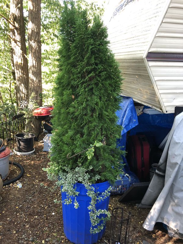 Evergreens trees for Sale in Shelton, WA OfferUp