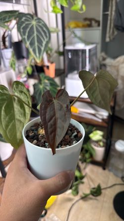 Anthuriums for sale