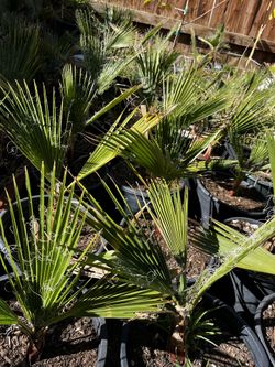 Palm Trees