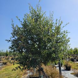 30 Gallon Live Oak Trees Planted and Delivered (Arbol Live Oak 30 galones sembrado y entrego $360)