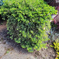 Evergreen Bush