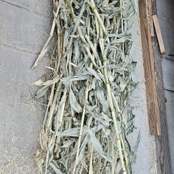 FREE!!! CORN STALKS