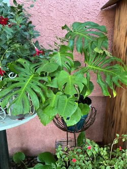 Monstera