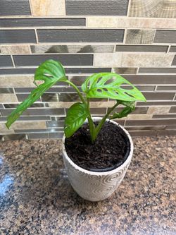 Swiss cheese plant Monstera adansonii
