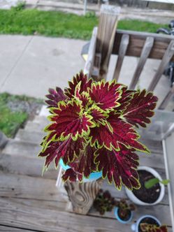 Coleus Plant