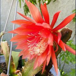 Epiphyllum | Neon Orange | Rooted Plant