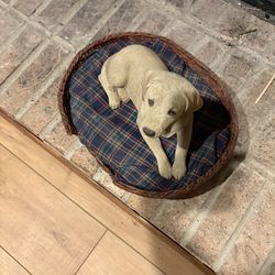Sandi cast yellow Labrador