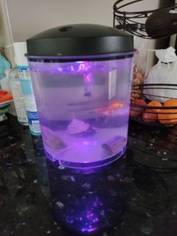 Pezera Con Pescados Y Pompa