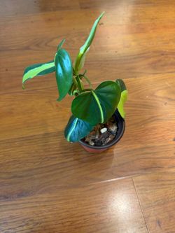 Philodendron Brazil