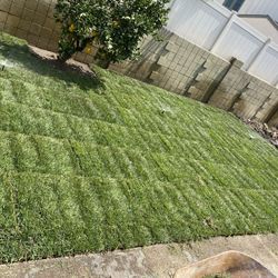Fresh Sod!!