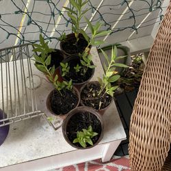 PLANTS FOR SALE BABY MILKWEED, Cactus , FIREBUSH SUCULENTS 