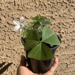 4” Oxalis Regnelli Lucky Shamrock Plant 