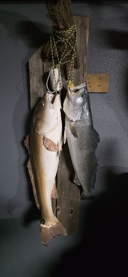 Red Fish And Traut Mount