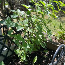 Basil 