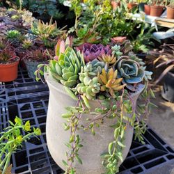 Succulent Arrangements 