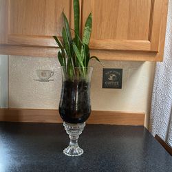 Live snake Plant .