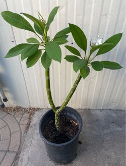 Arbolito de plumeria $$20