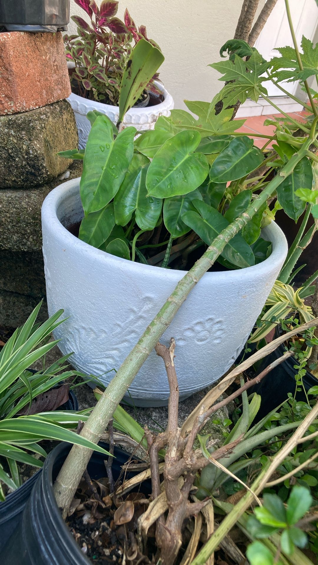 Plant 