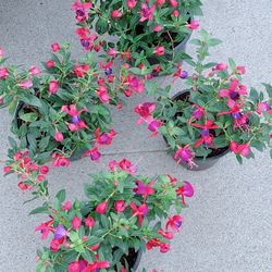 Pink and Purple Fuchsia 🪴$10 each