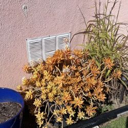 Succulents 