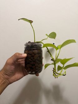 Established Neon Pothos in LECA 🌿 Rooted Hydro Plant / Propagation