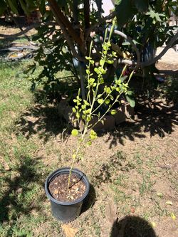 Papalo plant