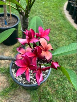 Beautiful Blooming Hilo Red Plumeria