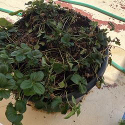 Strawberry Pot With 5 Plants 