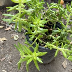 Suculenta