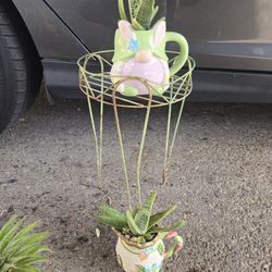 Succulent Plant/ Planta Succulenta 