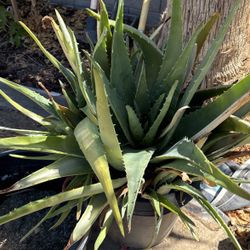 Huge Aloe Vera Plant Mother Aloe Gel Healthy Plant for Sale in Las Vegas,  NV - OfferUp