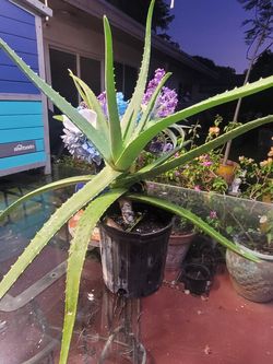 $ 7 áloe plant