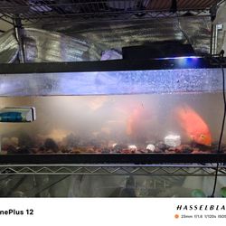 20 gallons fish tank