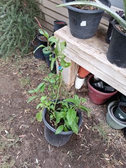 Planta de insulina $18