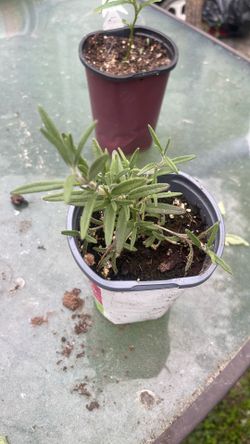 Rosemary plant