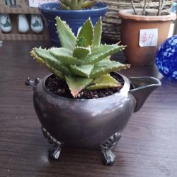 VINTAGE SILVER PLATED CREAMER WITH SUCCULENT 
