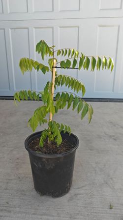 Curry leaf plants. FREE Tulsi plant with purchase