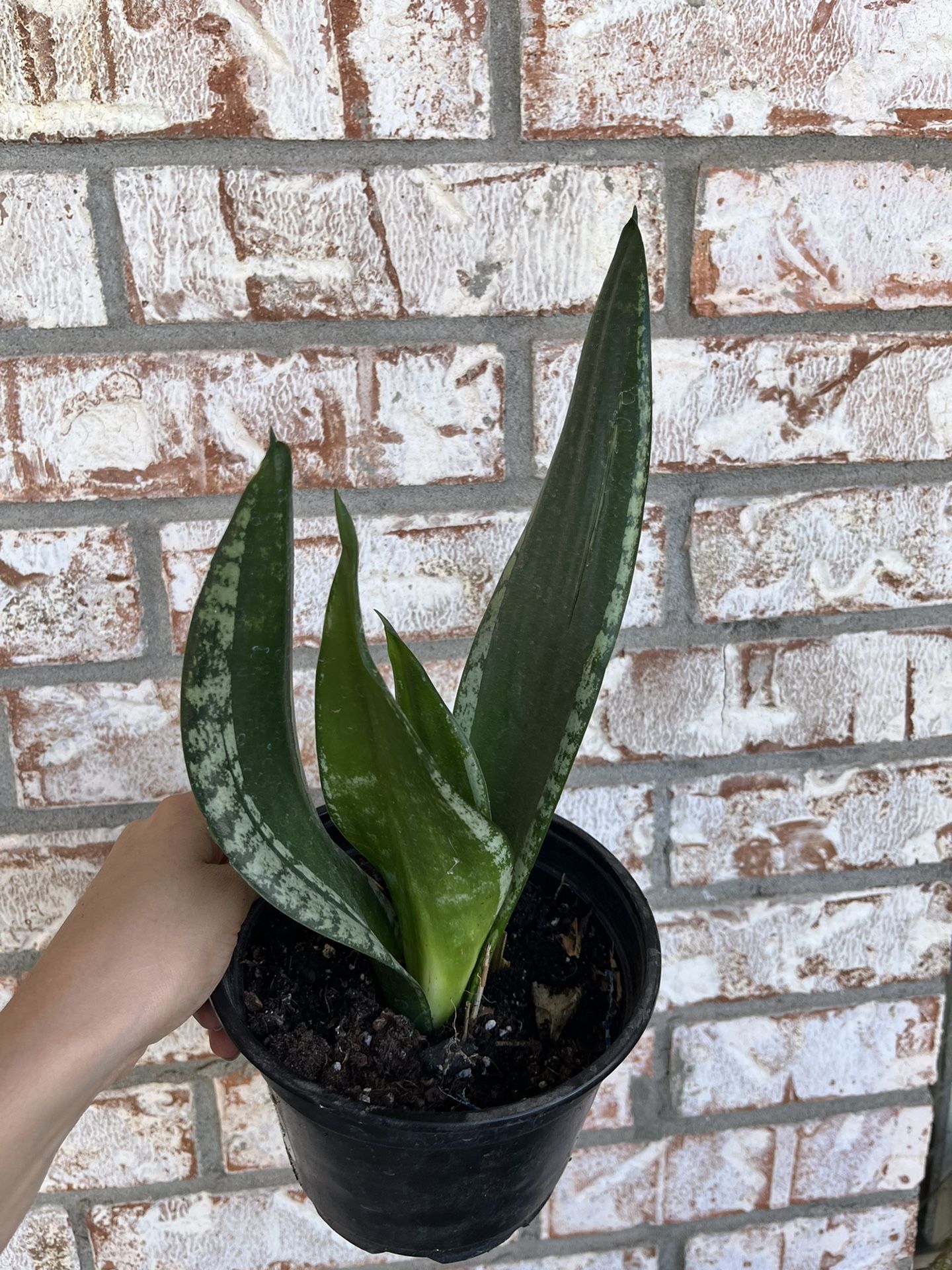Snake Plant