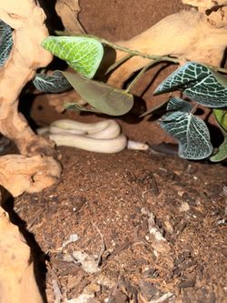 Albino King Snake