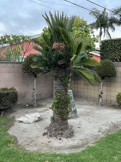 6 Foot Sago Palm Tree