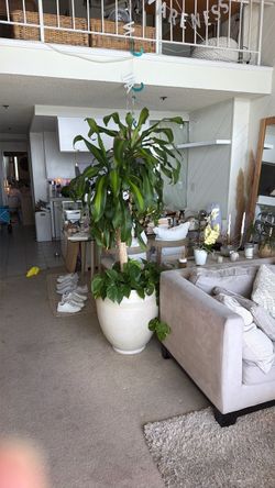 Large 6ft tall plant with pot
