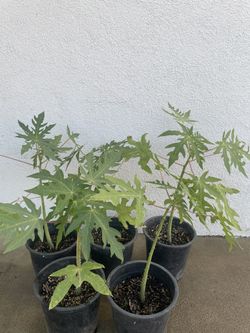 Papaya Plants