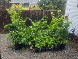 Seedless red grape plants