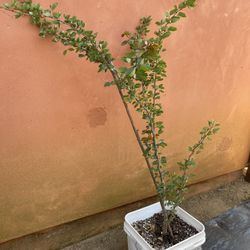 Guamuchil Tree