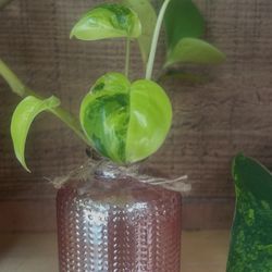 Rare Burle Marx Variagated Juvenile Cutting 